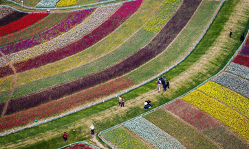 Sea of tulips on show in E China
