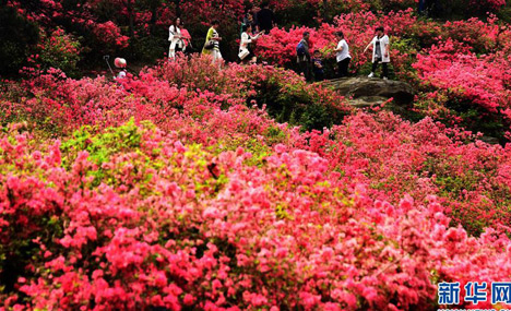 Azalea Bloom in Full Swing in C China’s Wuhan