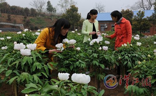 Wild peony varieties successfully introduced to Xiangyang's low-altitude places