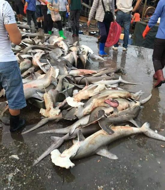 Endangered sharks sold in Sanya are caught accidentally, official says