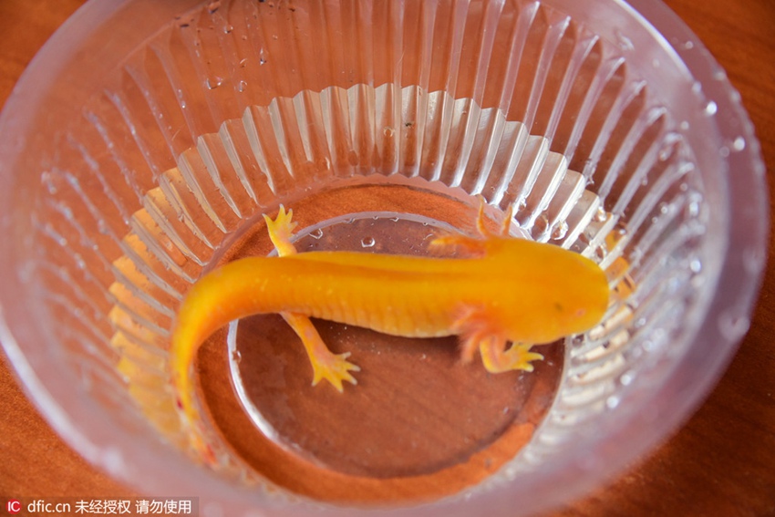 'Rare' fish in Jinshui River turns out to be pet axolotl