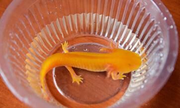 'Rare' fish in Jinshui River turns out to be pet axolotl