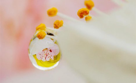 In pics: raindrops on peach blossom in N China's Inner Mongolia