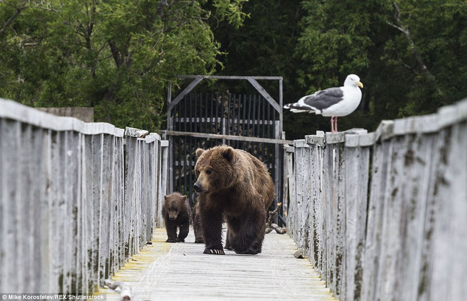 Gone fishing! Mummy bear teaches her three very cute cubs how to find food