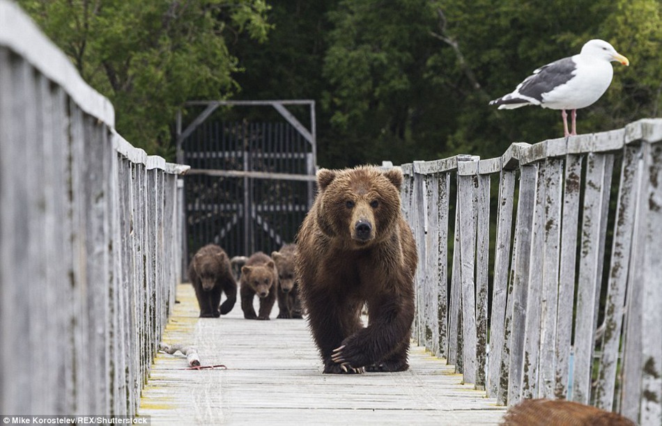 Gone fishing! Mummy bear teaches her three very cute cubs how to find food