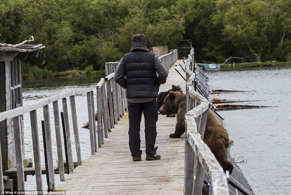 Gone fishing! Mummy bear teaches her three very cute cubs how to find food