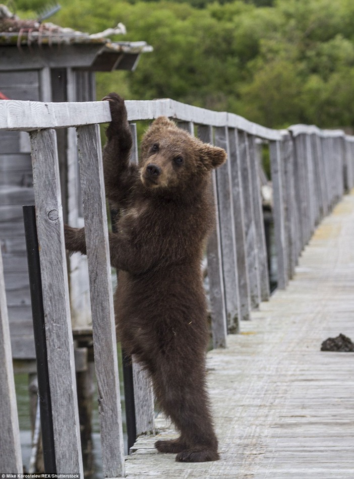 Gone fishing! Mummy bear teaches her three very cute cubs how to find food