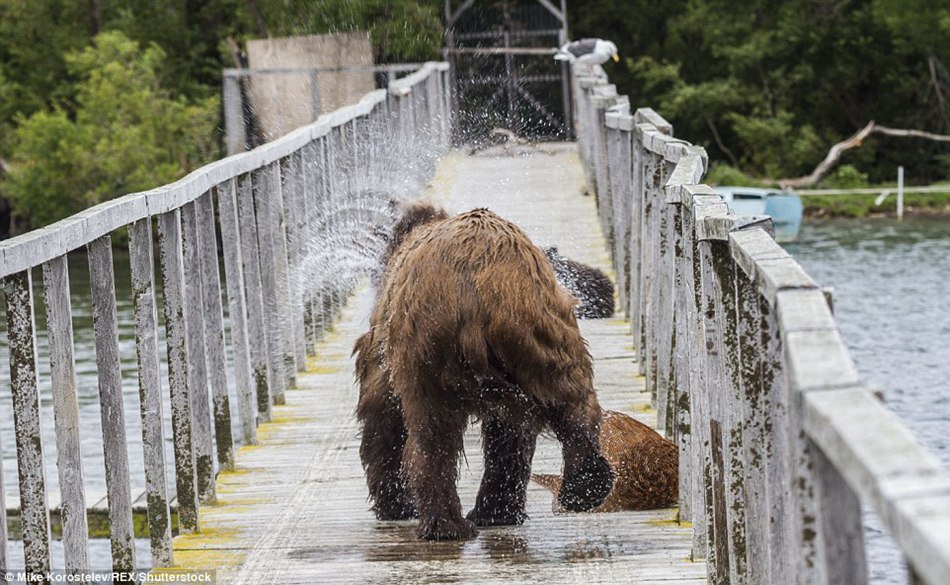 Gone fishing! Mummy bear teaches her three very cute cubs how to find food