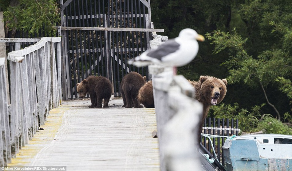 Gone fishing! Mummy bear teaches her three very cute cubs how to find food