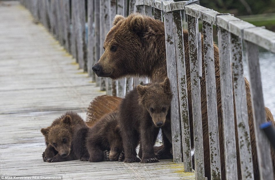 Gone fishing! Mummy bear teaches her three very cute cubs how to find food