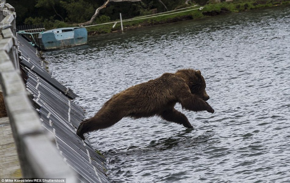 Gone fishing! Mummy bear teaches her three very cute cubs how to find food