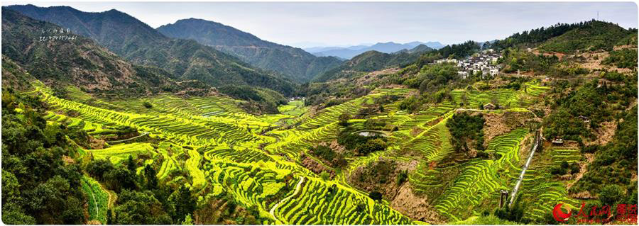 Scenery of rape blossoms in terraced fields in Jiangxi
