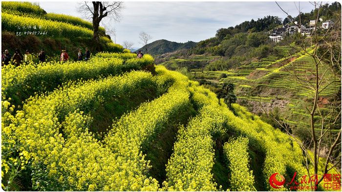 Scenery of rape blossoms in terraced fields in Jiangxi
