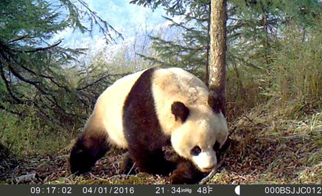 Infrared cameras record wild giant pandas