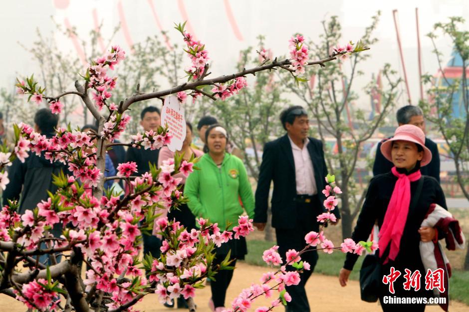 Intoxicating view: Sea of peach flowers and flower fairies