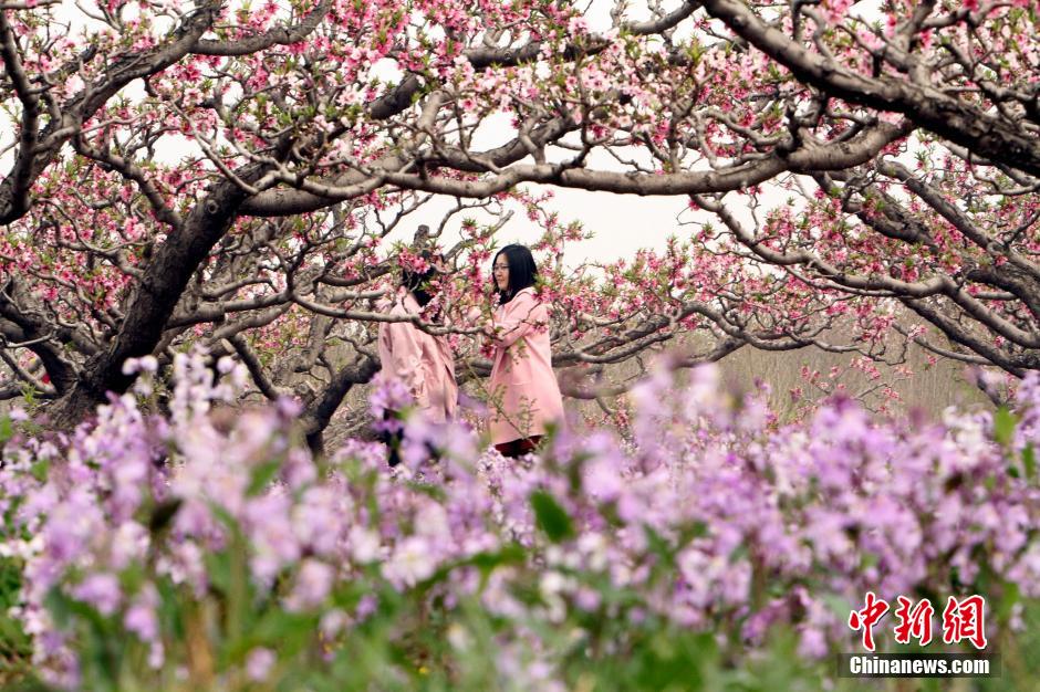 Intoxicating view: Sea of peach flowers and flower fairies