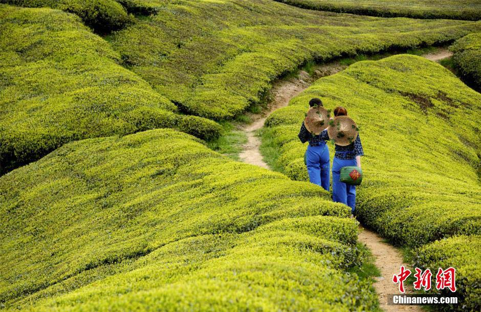 Beautiful tea-picking girls in Shengzhou