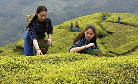 Beautiful tea-picking girls in Shengzhou