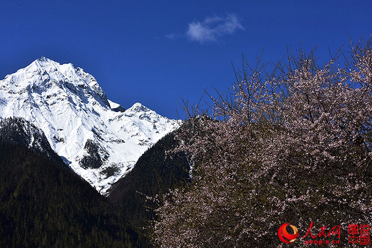 Spring scenery of Tibet