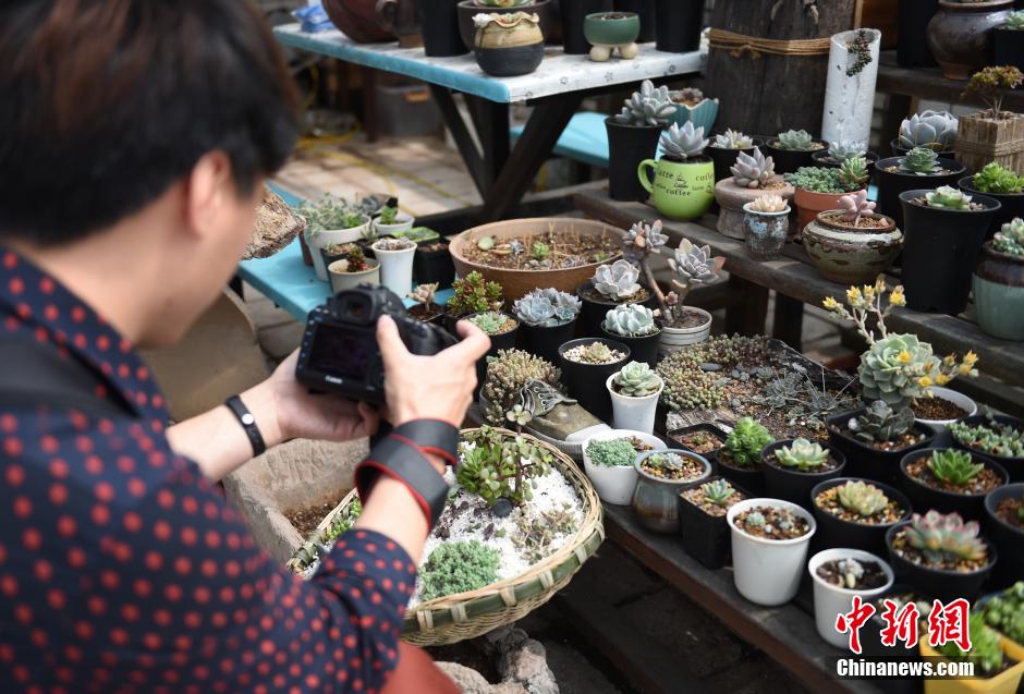 College student plants succulent in creative flower pots