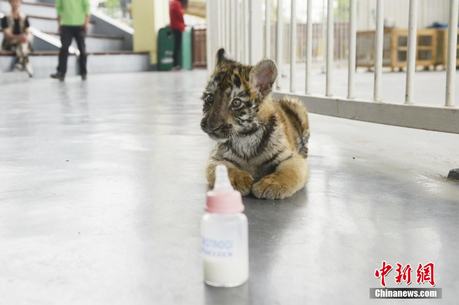 Visitors bottle feed tiger cubs in theme park