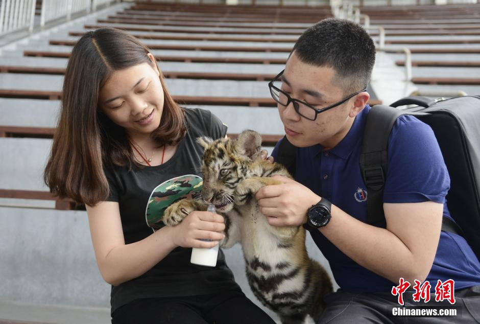 Visitors bottle feed tiger cubs in theme park