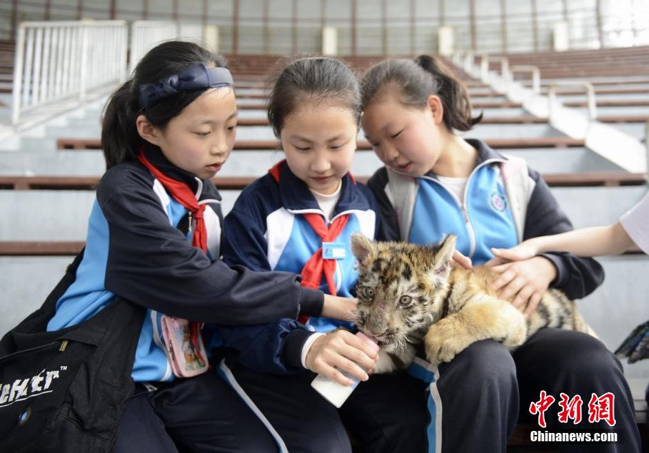 Visitors bottle feed tiger cubs in theme park