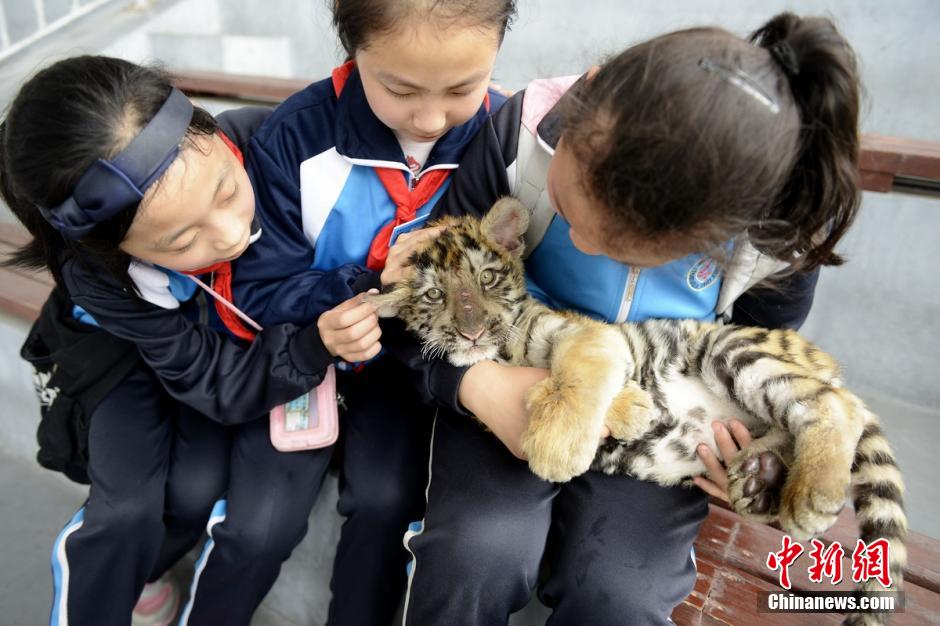 Visitors bottle feed tiger cubs in theme park