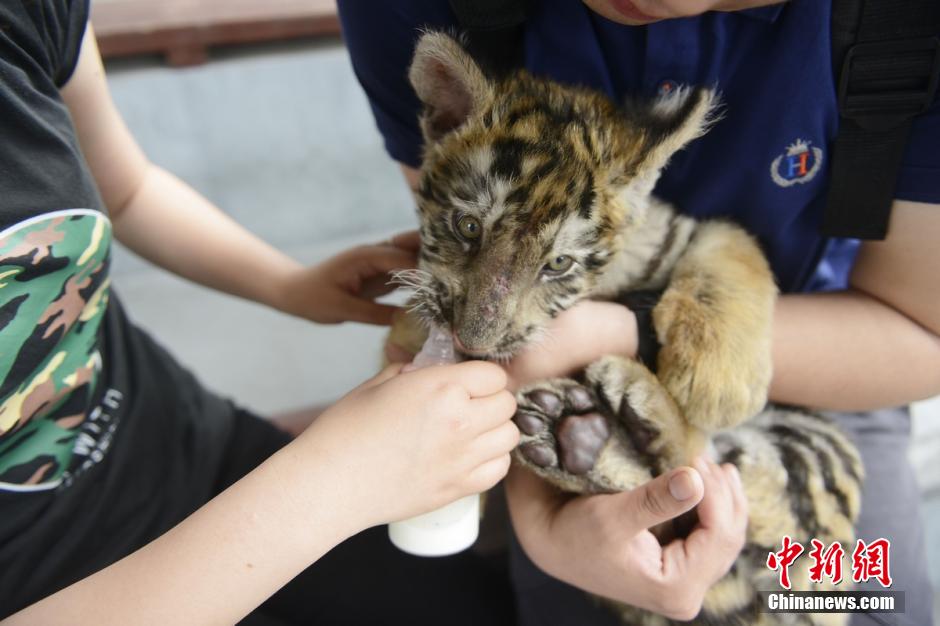 Visitors bottle feed tiger cubs in theme park