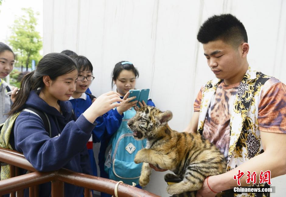 Visitors bottle feed tiger cubs in theme park