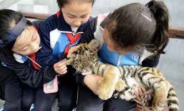 Visitors bottle feed tiger cubs in theme park