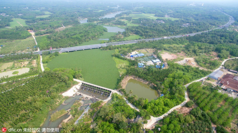 "Green Land": Reservoir Covered in Water Lettuces