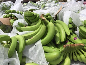 Shanghai Destroys over 60 Tonnes of Pest-infected Bananas from the Philippines