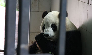 U.S.-born Panda Tai Shan Takes First Step toward Fatherhood