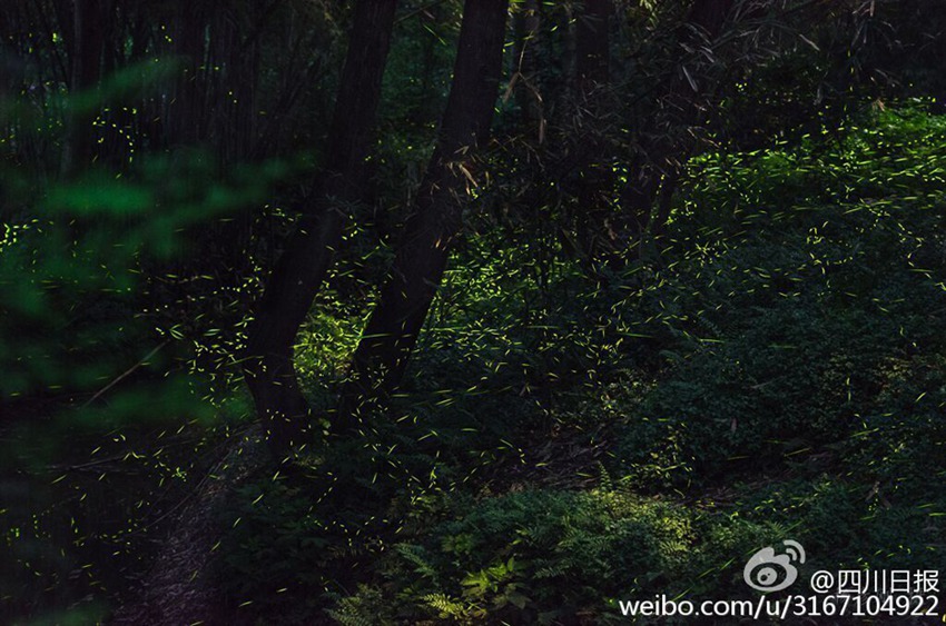 Dancing fireflies create a magical woodland glow