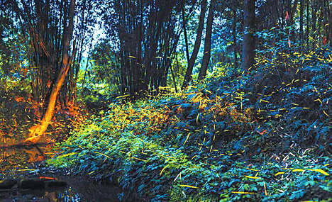Dancing fireflies create a magical woodland glow