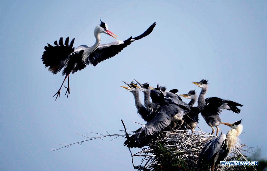 Xinhua weekly photos: April 11- April 17