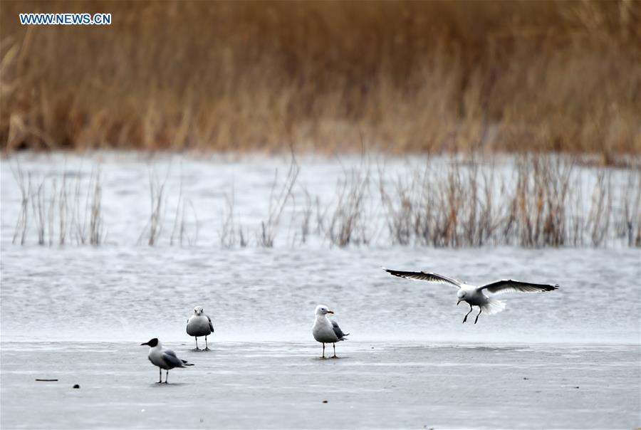 Wild birds seen at Qixinghe National Natural Reserve in NE China