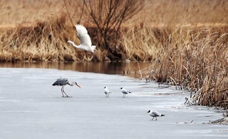 Wild birds seen at Qixinghe National Natural Reserve