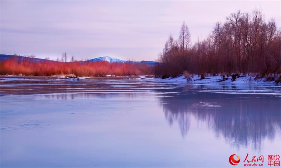 Beautiful scenery of red willows in Greater Hinggan Mountain