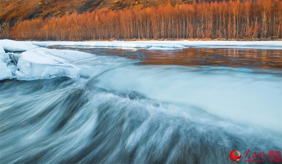 Beautiful scenery of red willows in Greater Hinggan Mountain