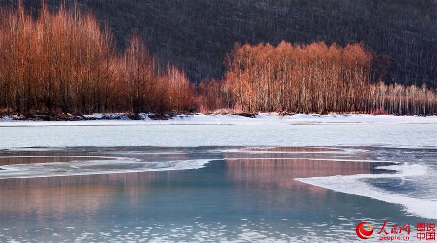 Beautiful scenery of red willows in Greater Hinggan Mountain