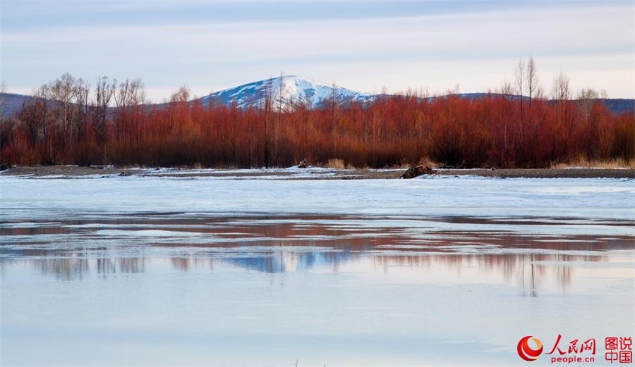 Beautiful scenery of red willows in Greater Hinggan Mountain
