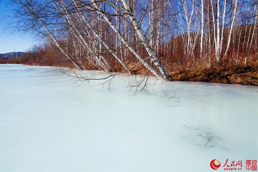 Beautiful scenery of red willows in Greater Hinggan Mountain