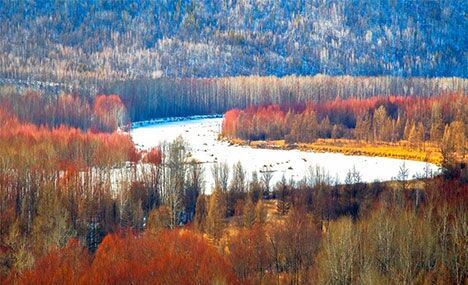 Beautiful scenery of red willows in Greater Hinggan