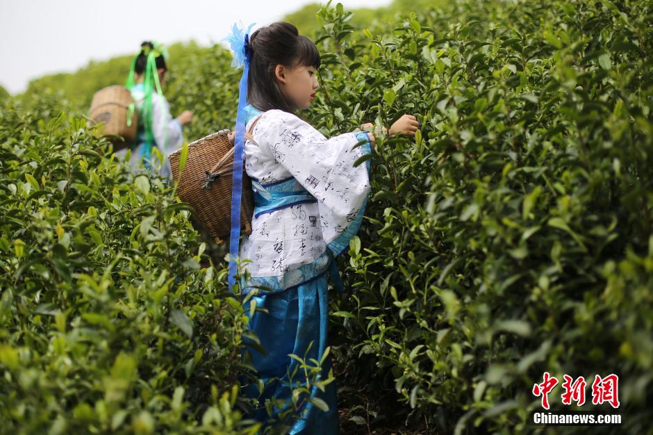 Cute girls pick tea leaves in Jiangsu