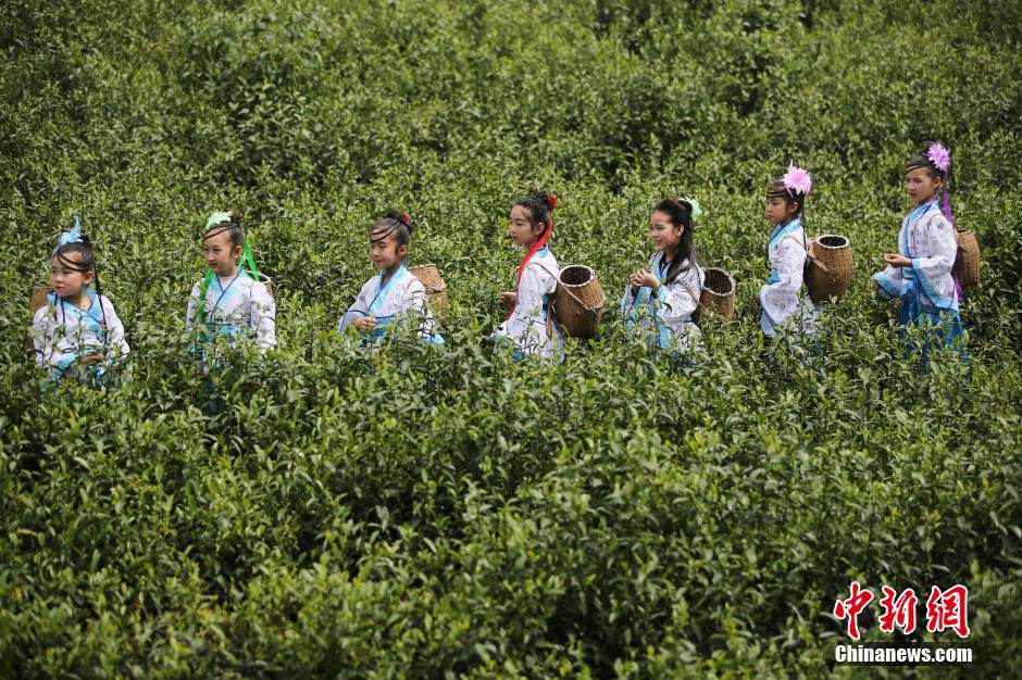 Cute girls pick tea leaves in Jiangsu