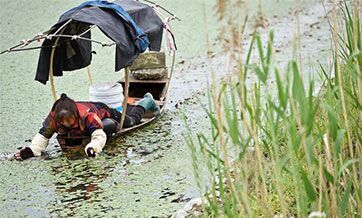 Villagers pick water shields from a pond in Hangzhou