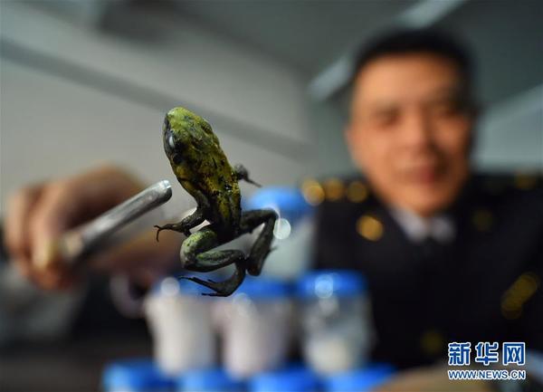 Beijing Seizes 10 Live Poison Dart Frogs from Package Sent from Poland