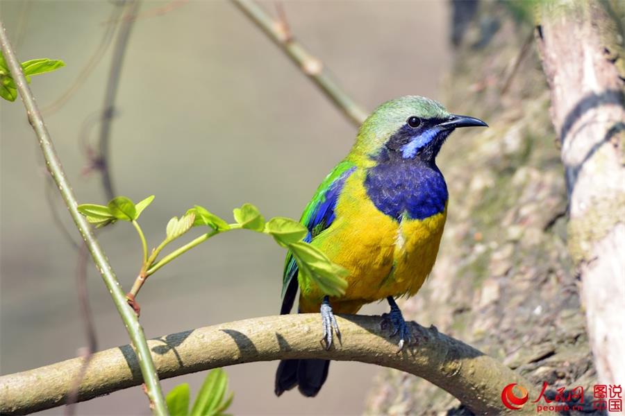 Spring scenery of Xiapu, SE China's Fujian 